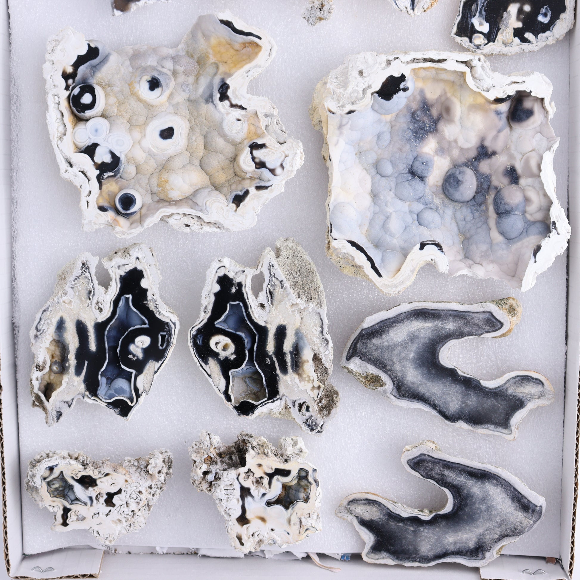 Agatized Coral Flat - Expert Wholesale and Supplier of Wholesale Crystals & Bulk Gemstones, ["Agate","Agatized Coral","Coral","United States"]