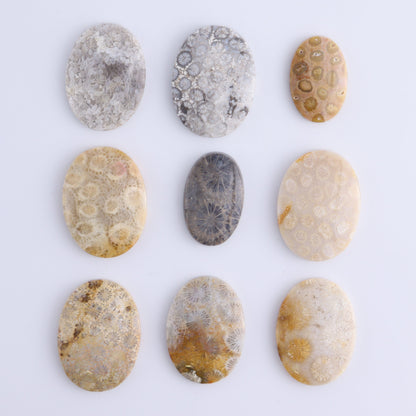One Fossil Coral Oval Cab - Expert Wholesale and Supplier of Wholesale Crystals & Bulk Gemstones, ["Cabs","fossil coral","Oval"]