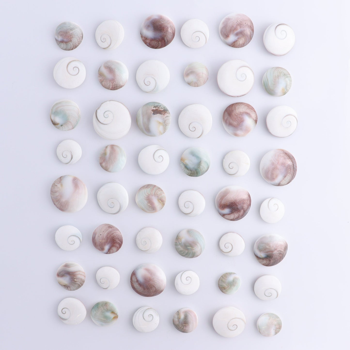 Shiva Shells Polished 1 kg Set - Expert Wholesale and Supplier of Wholesale Crystals & Bulk Gemstones, ["shell","shells","Shiva Shell"]