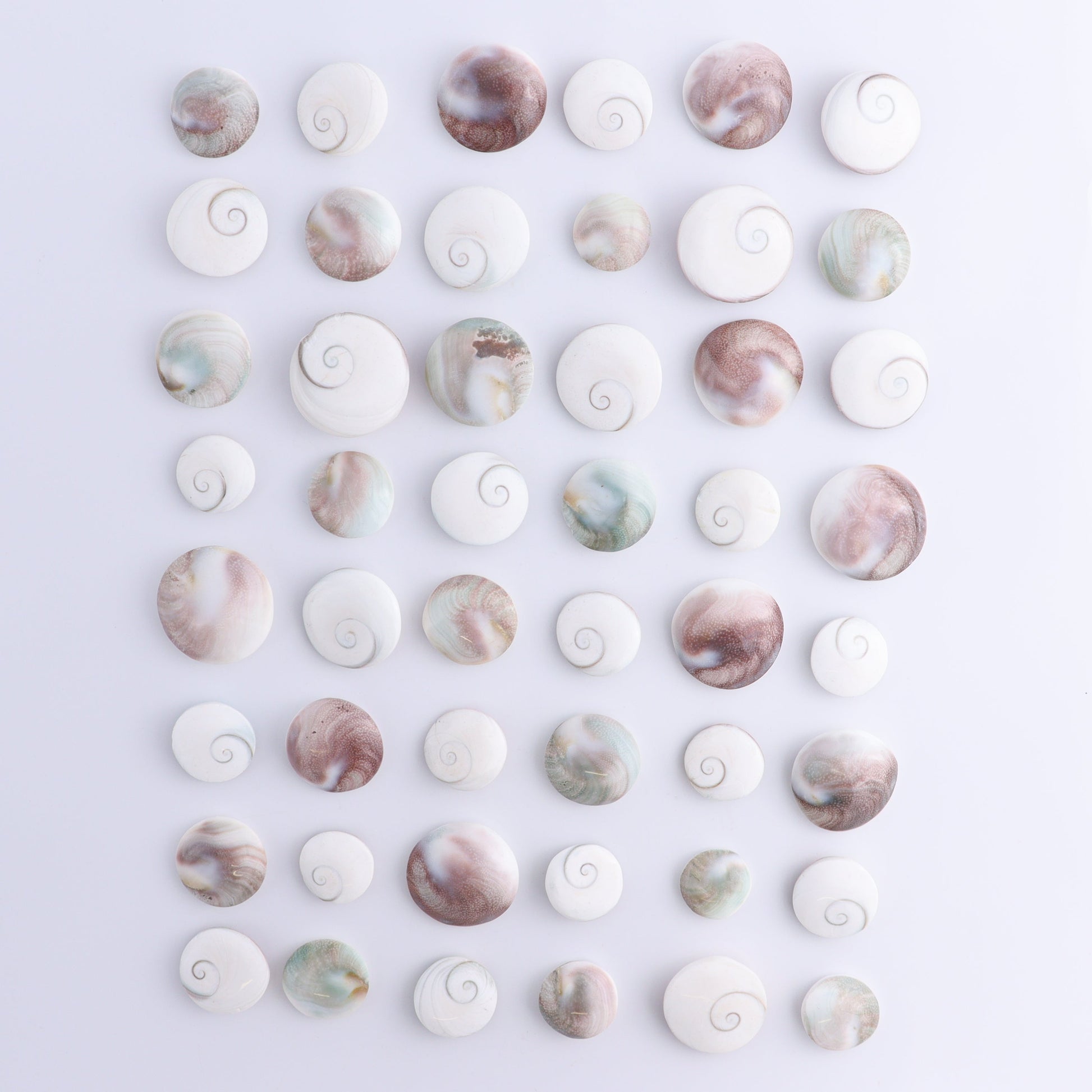 Shiva Shells Polished 1 kg Set - Expert Wholesale and Supplier of Wholesale Crystals & Bulk Gemstones, ["shell","shells","Shiva Shell"]
