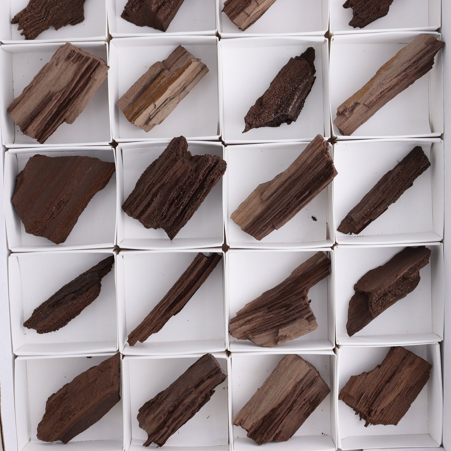 Permineralized Wood Flat of 24 - Expert Wholesale and Supplier of Wholesale Crystals & Bulk Gemstones, ["Flats","Germany","Permineralized Wood"]