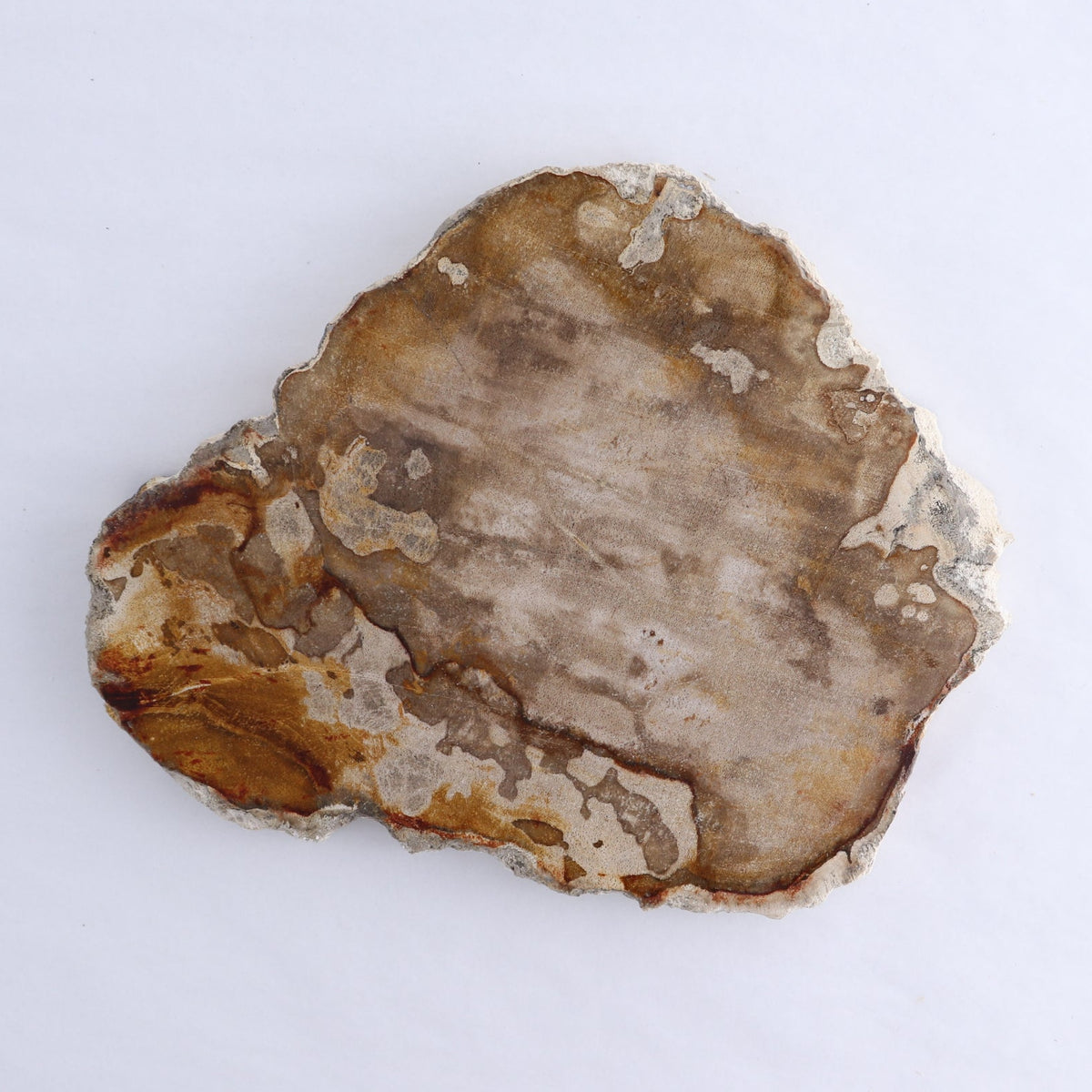 Petrified Wood Slices & Slabs Set of 3