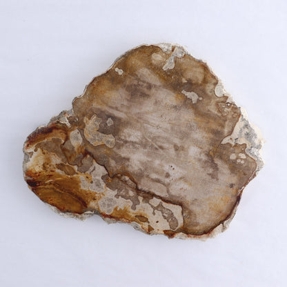 Petrified Wood Slices & Slabs Set of 3