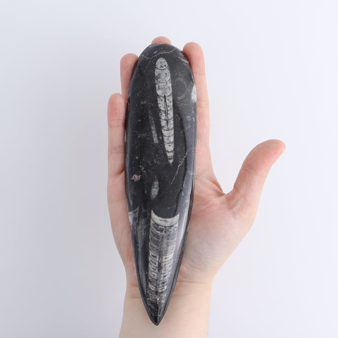 One Orthoceras Fossil