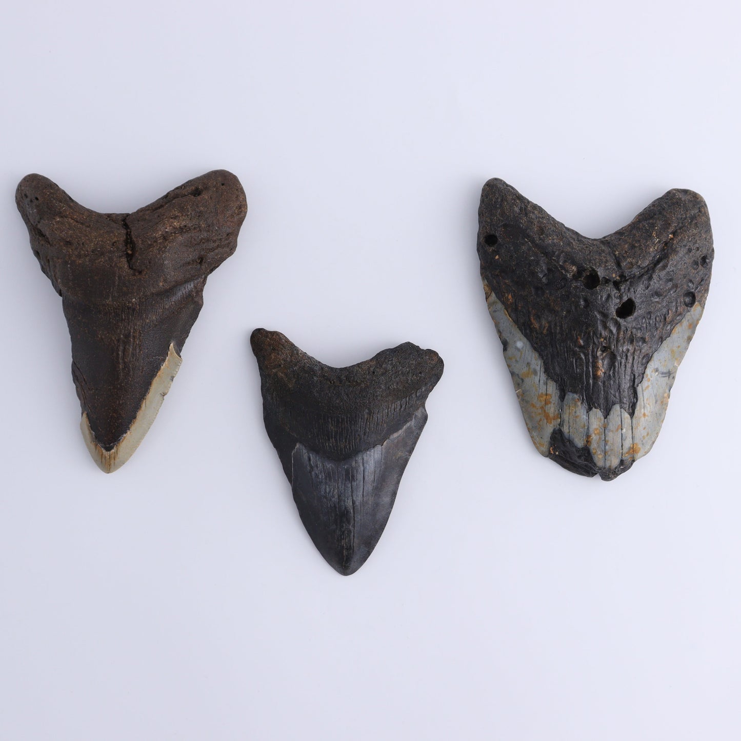 Megalodon Teeth Set of 3 - Expert Wholesale and Supplier of Wholesale Crystals & Bulk Gemstones, ["Megalodon Teeth","United States"]