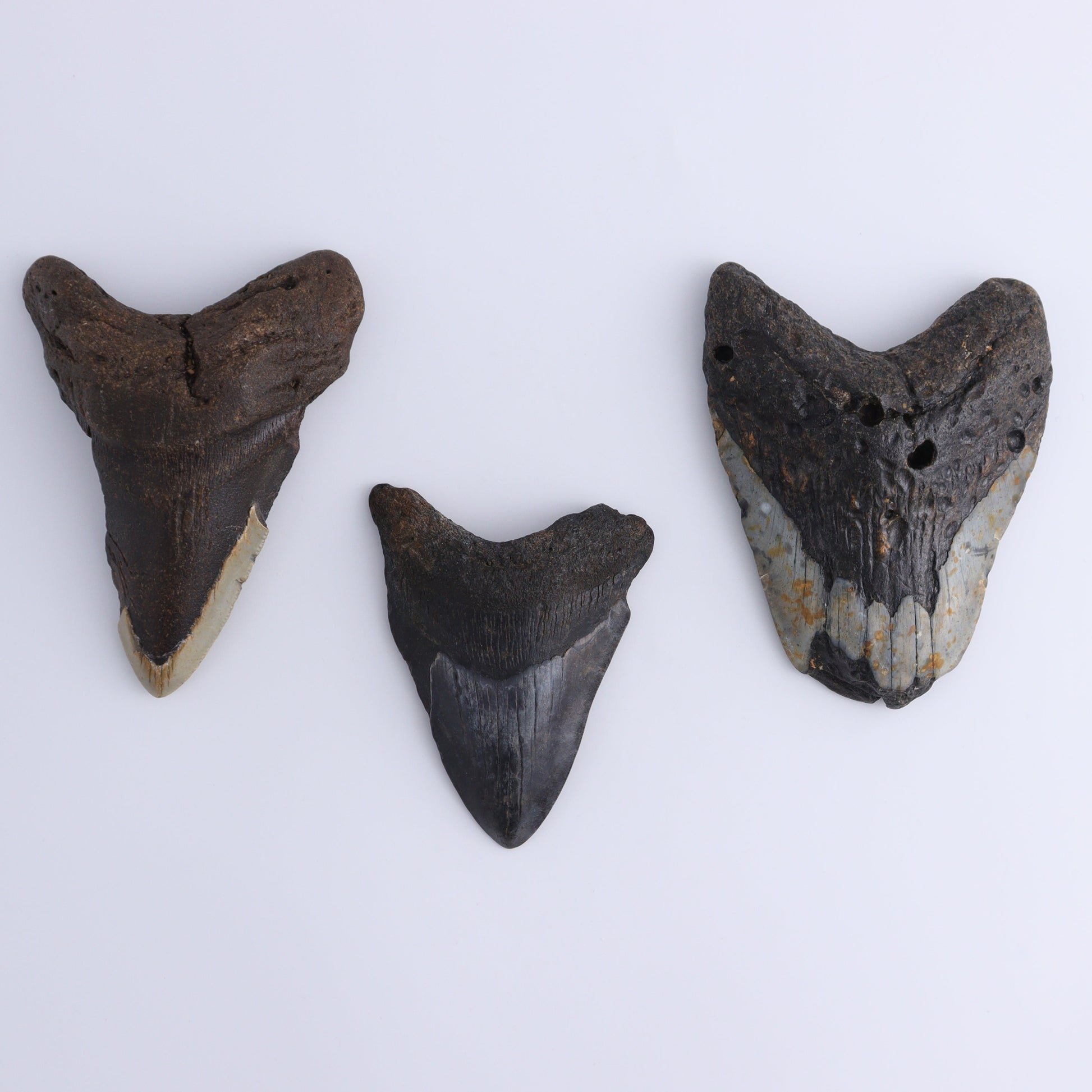 Megalodon Teeth Set of 3 - Expert Wholesale and Supplier of Wholesale Crystals & Bulk Gemstones, ["Megalodon Teeth","United States"]