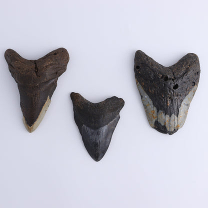 Megalodon Teeth Set of 3 - Expert Wholesale and Supplier of Wholesale Crystals & Bulk Gemstones, ["Megalodon Teeth","United States"]