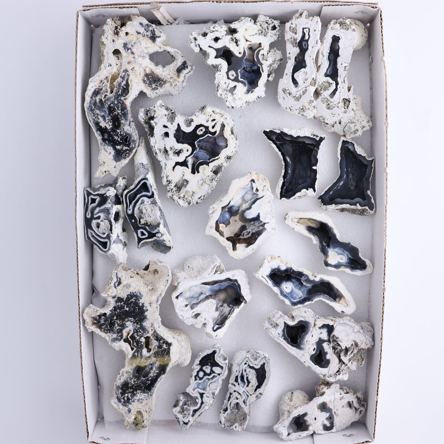 Agatized Coral Flat - Expert Wholesale and Supplier of Wholesale Crystals & Bulk Gemstones, ["Agate","Agatized Coral","Coral","United States"]