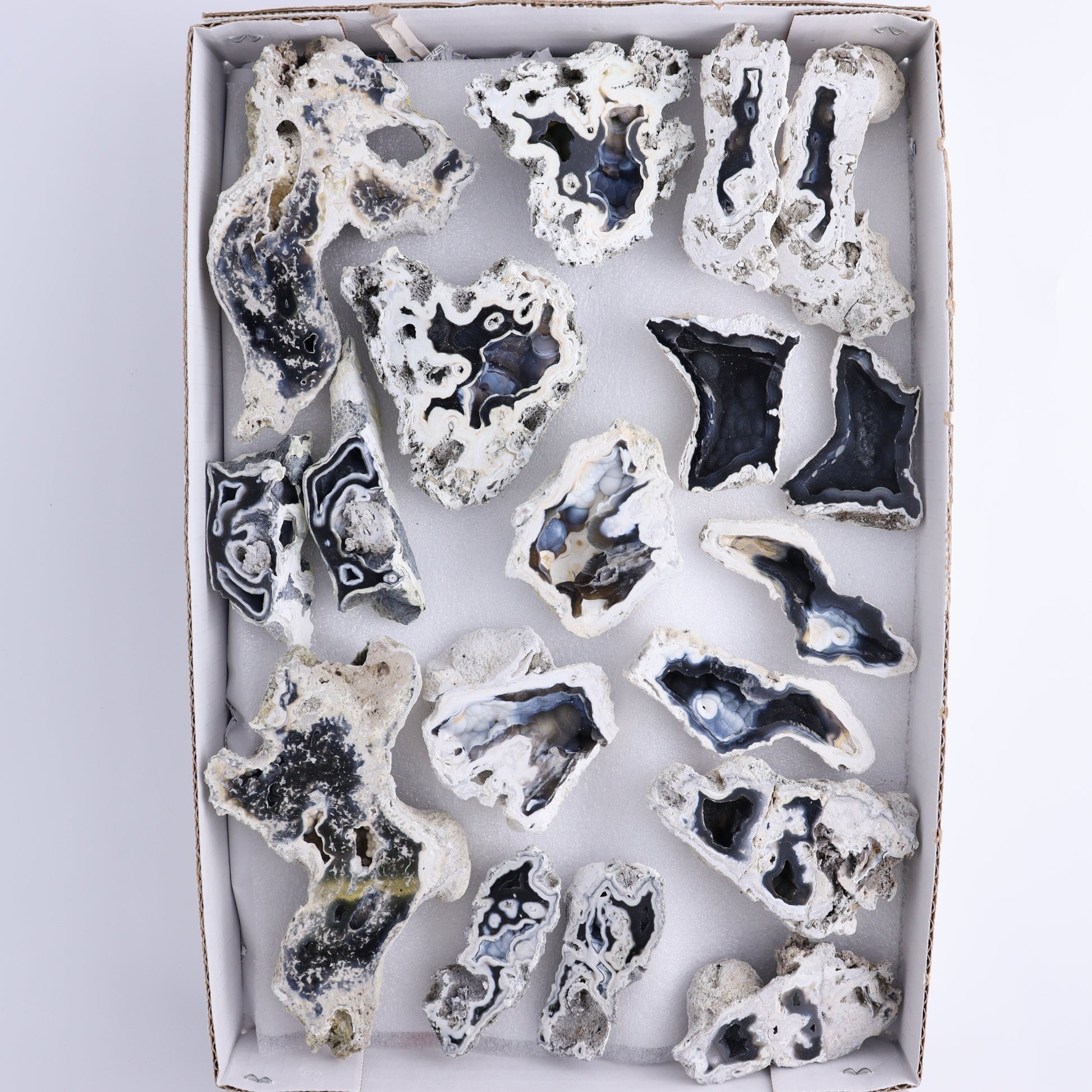 Agatized Coral Flat - Expert Wholesale and Supplier of Wholesale Crystals & Bulk Gemstones, ["Agate","Agatized Coral","Coral","United States"]