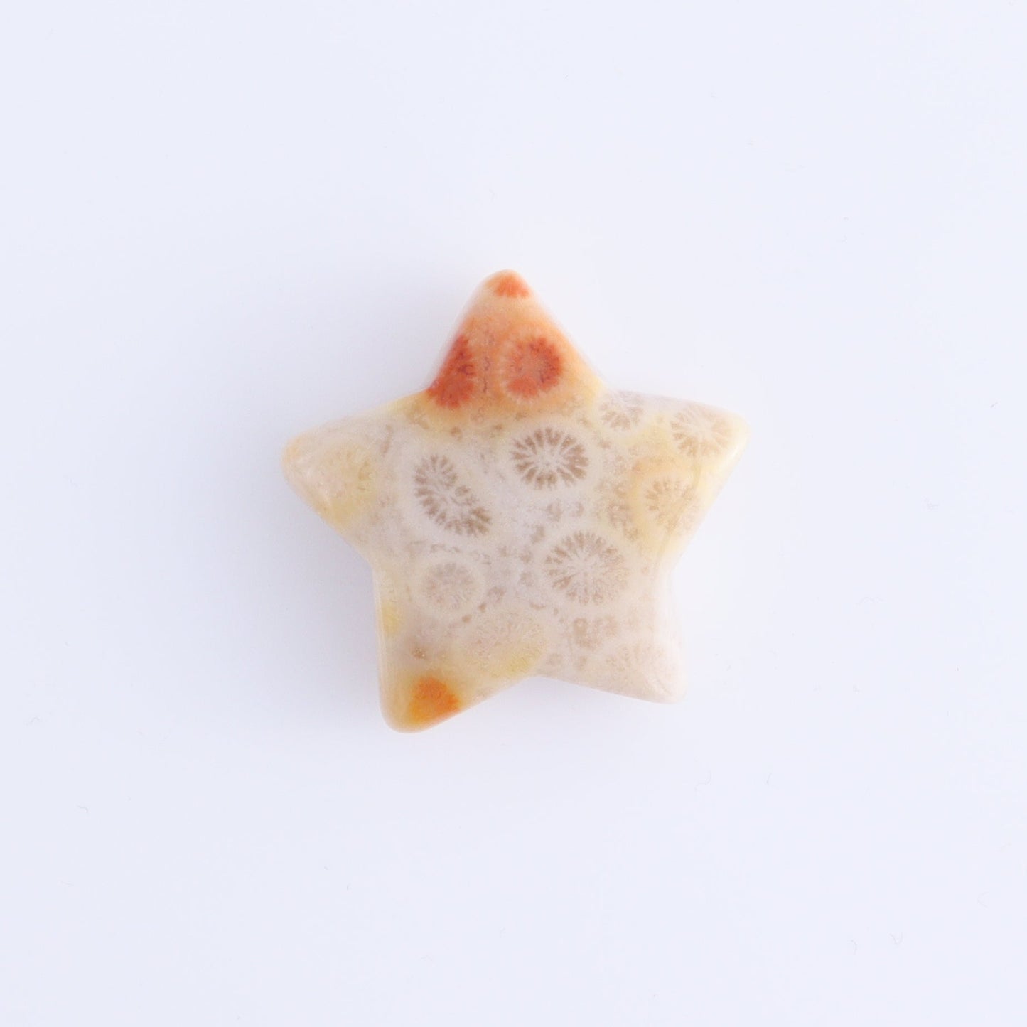 One Fossil Coral Star - Expert Wholesale and Supplier of Wholesale Crystals & Bulk Gemstones, ["fossil coral","Indonesia","stars"]