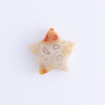 One Fossil Coral Star - Expert Wholesale and Supplier of Wholesale Crystals & Bulk Gemstones, ["fossil coral","Indonesia","stars"]