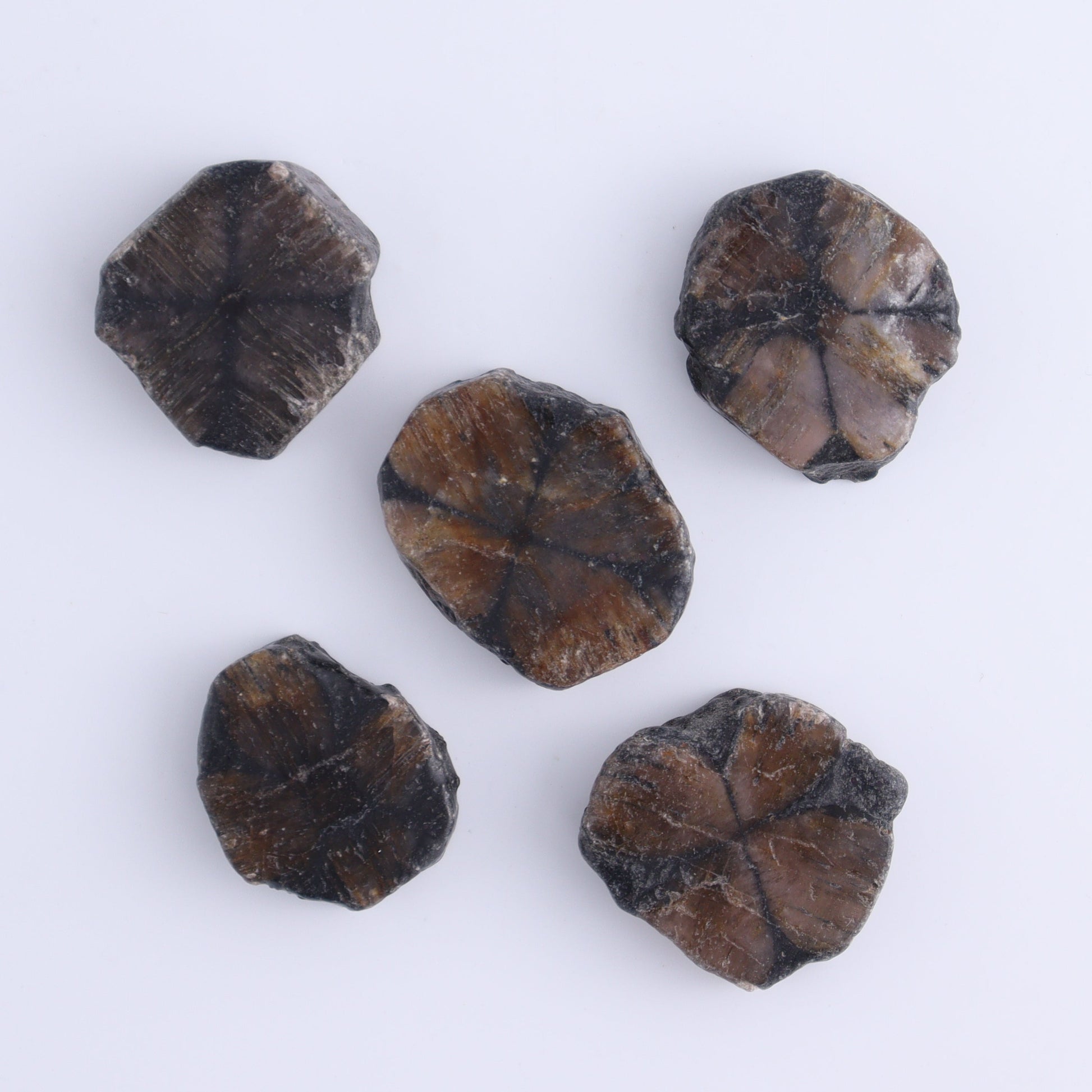 Chiastolite Flat of 35 - Expert Wholesale and Supplier of Wholesale Crystals & Bulk Gemstones, ["chiastolite","China","flat","Flats"]