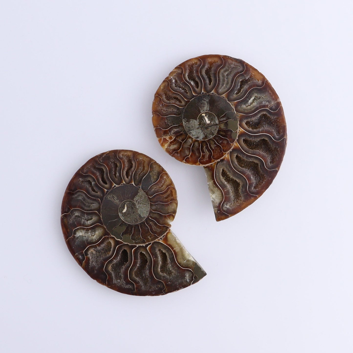 Ammonite Shells Set of 8 - Expert Wholesale and Supplier of Wholesale Crystals & Bulk Gemstones, ["Ammonite","Madagascar","shells"]
