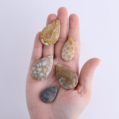 One Fossil Coral Teardrop Cab - Expert Wholesale and Supplier of Wholesale Crystals & Bulk Gemstones, ["Cabs","fossil coral","Teardrop"]