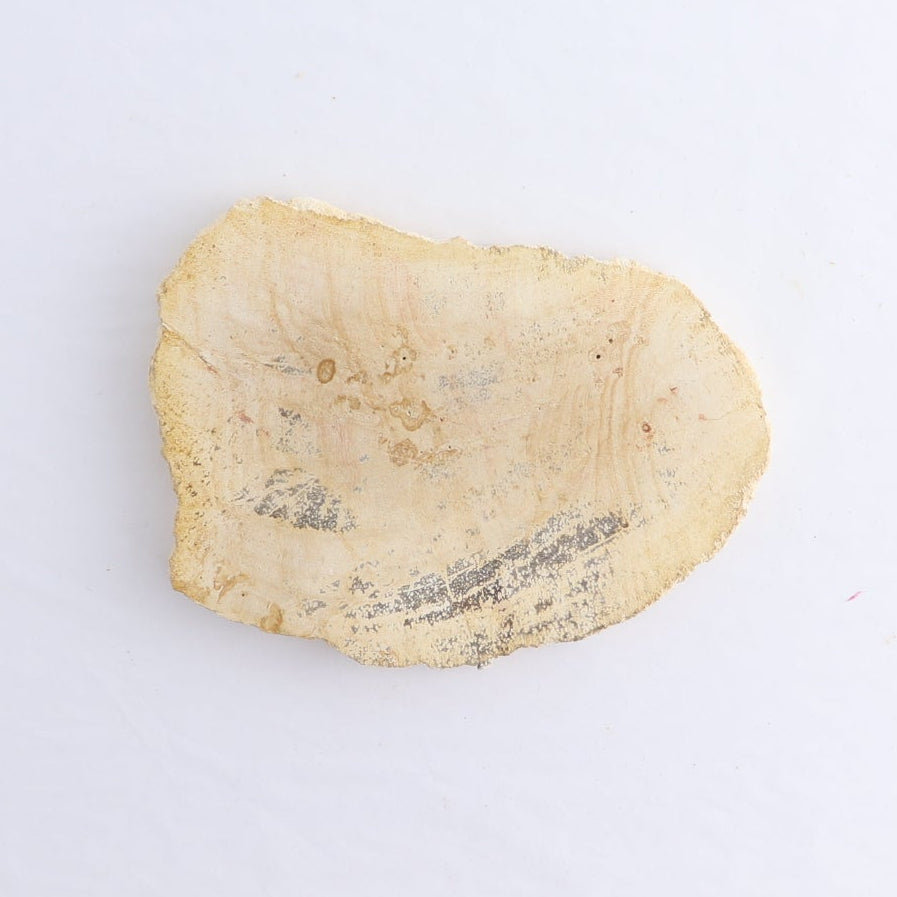 Petrified Wood Slices & Slabs Set of 5