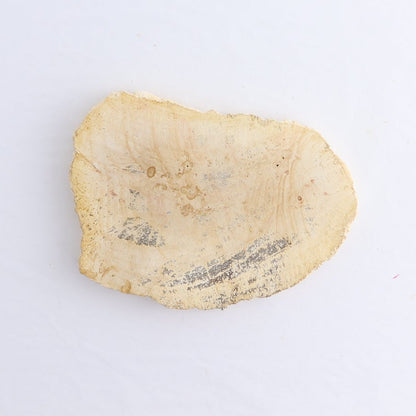 Petrified Wood Slices & Slabs Set of 5