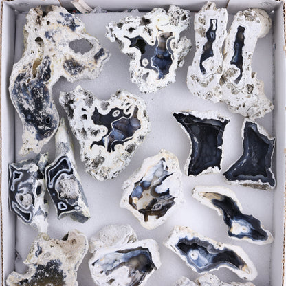 Agatized Coral Flat - Expert Wholesale and Supplier of Wholesale Crystals & Bulk Gemstones, ["Agate","Agatized Coral","Coral","United States"]