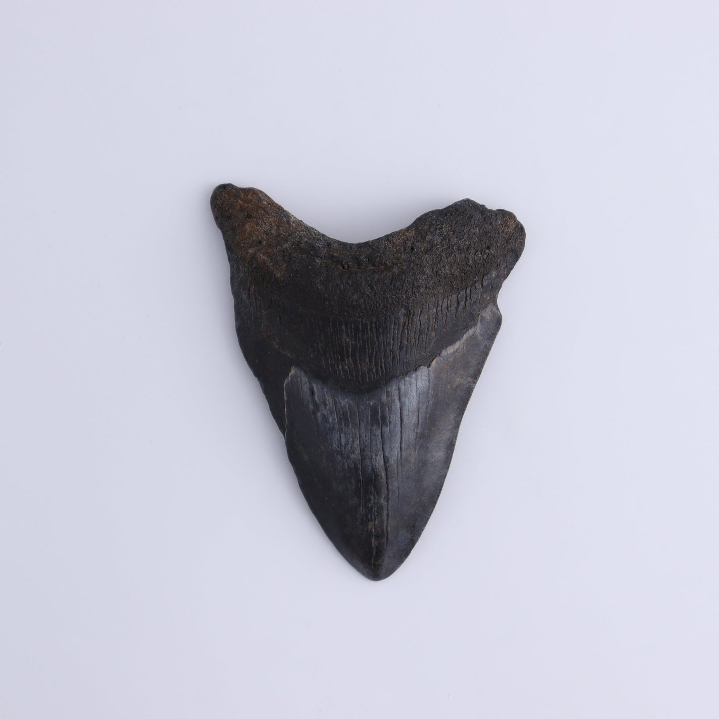 Megalodon Teeth Set of 3 - Expert Wholesale and Supplier of Wholesale Crystals & Bulk Gemstones, ["Megalodon Teeth","United States"]