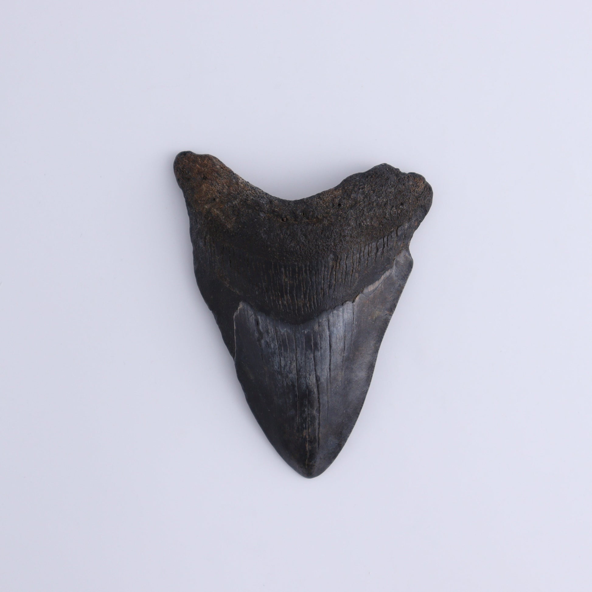 Megalodon Teeth Set of 3 - Expert Wholesale and Supplier of Wholesale Crystals & Bulk Gemstones, ["Megalodon Teeth","United States"]