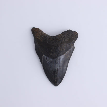 Megalodon Teeth Set of 3 - Expert Wholesale and Supplier of Wholesale Crystals & Bulk Gemstones, ["Megalodon Teeth","United States"]