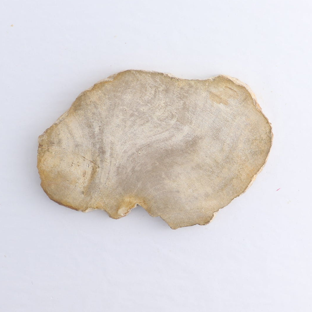 Petrified Wood Slices & Slabs Set of 5