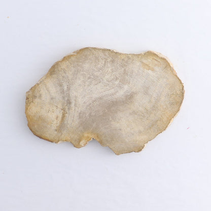 Petrified Wood Slices & Slabs Set of 5
