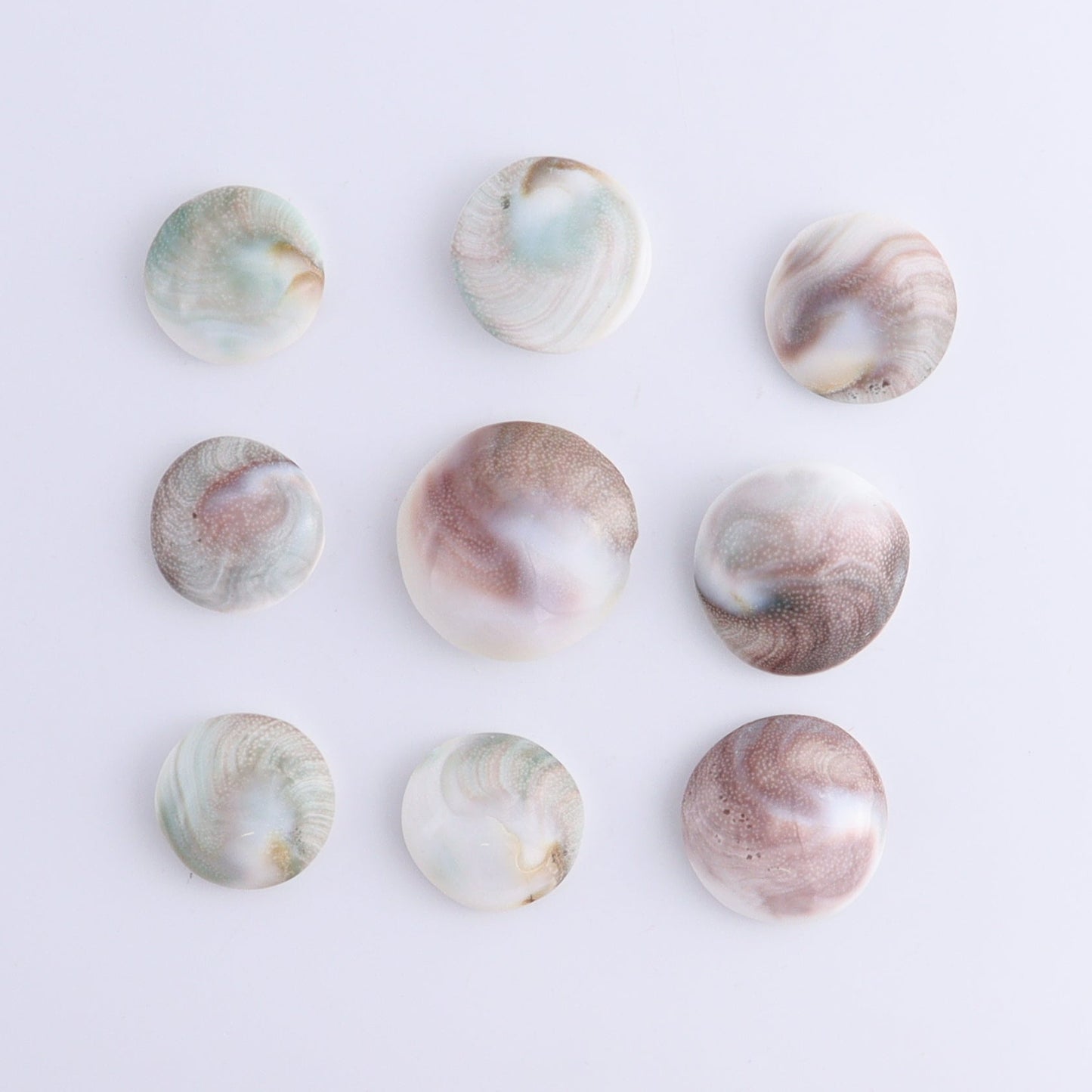 Shiva Shells Polished 1 kg Set - Expert Wholesale and Supplier of Wholesale Crystals & Bulk Gemstones, ["shell","shells","Shiva Shell"]