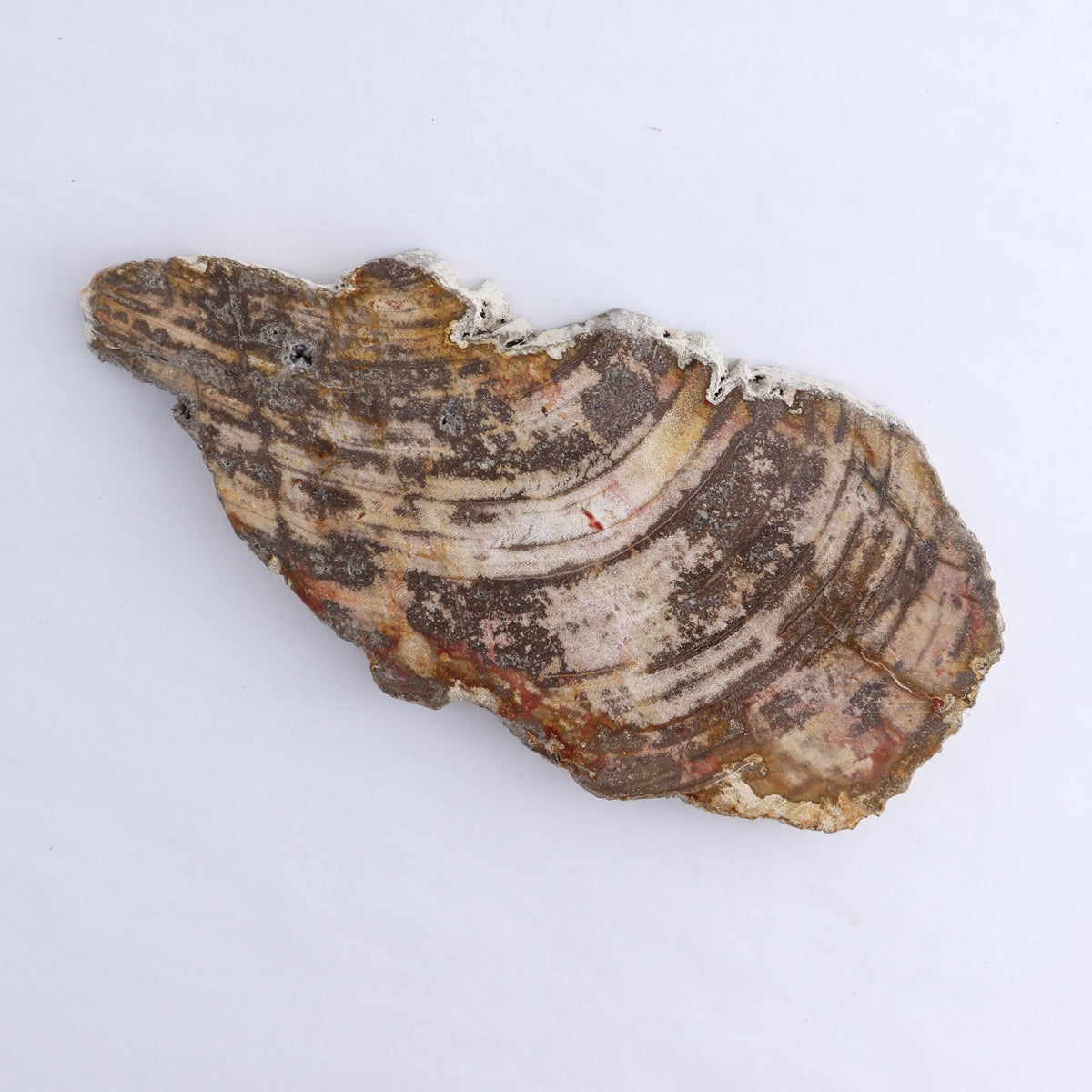 Petrified Wood Slices & Slabs Set of 3