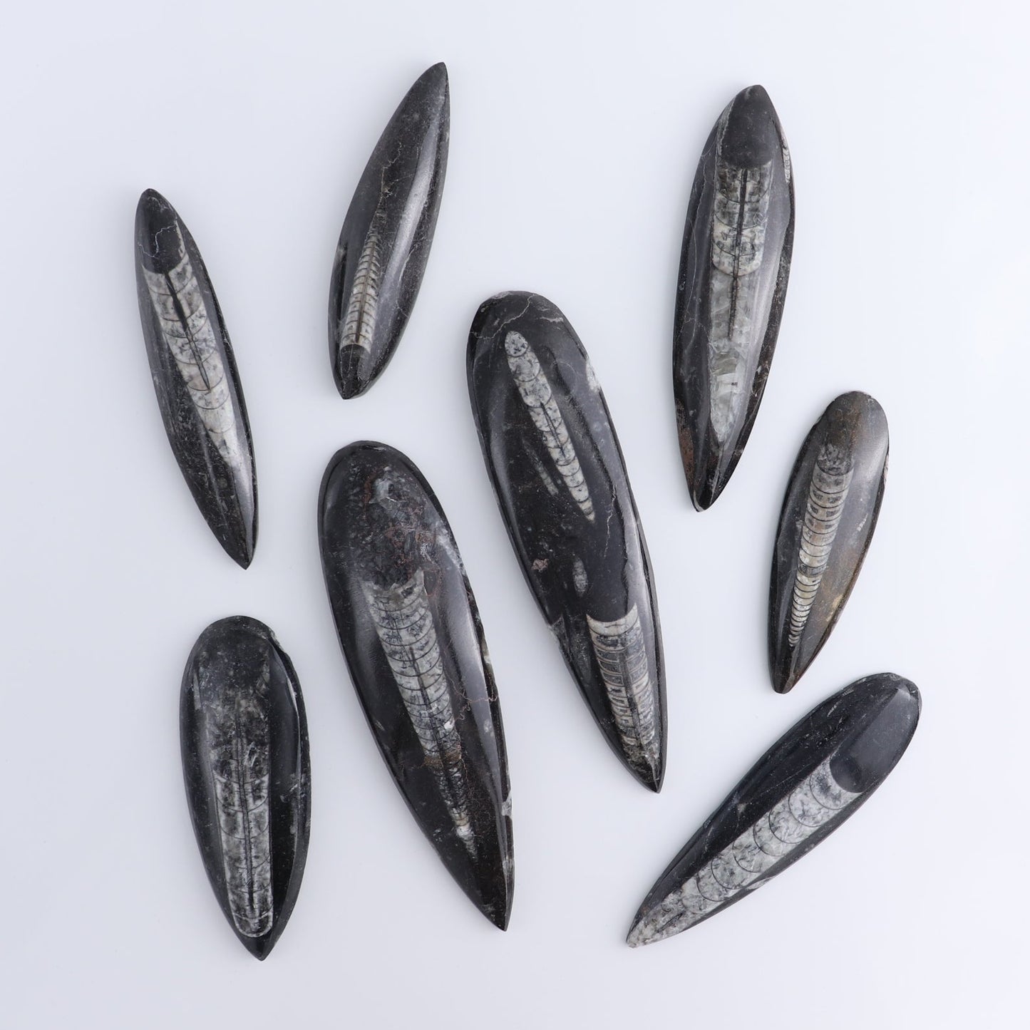 One Orthoceras Fossil