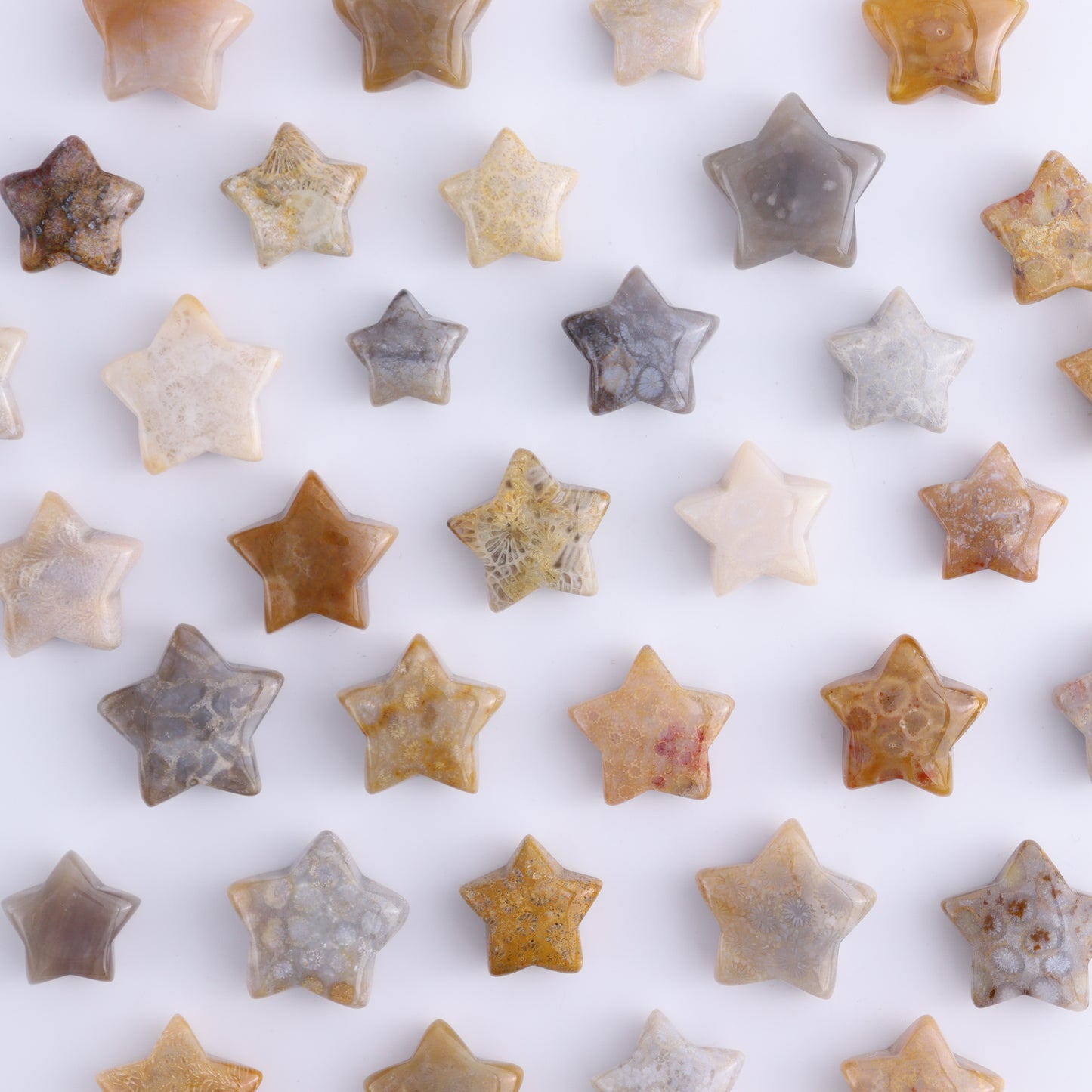 One Fossil Coral Star - Expert Wholesale and Supplier of Wholesale Crystals & Bulk Gemstones, ["fossil coral","Indonesia","stars"]