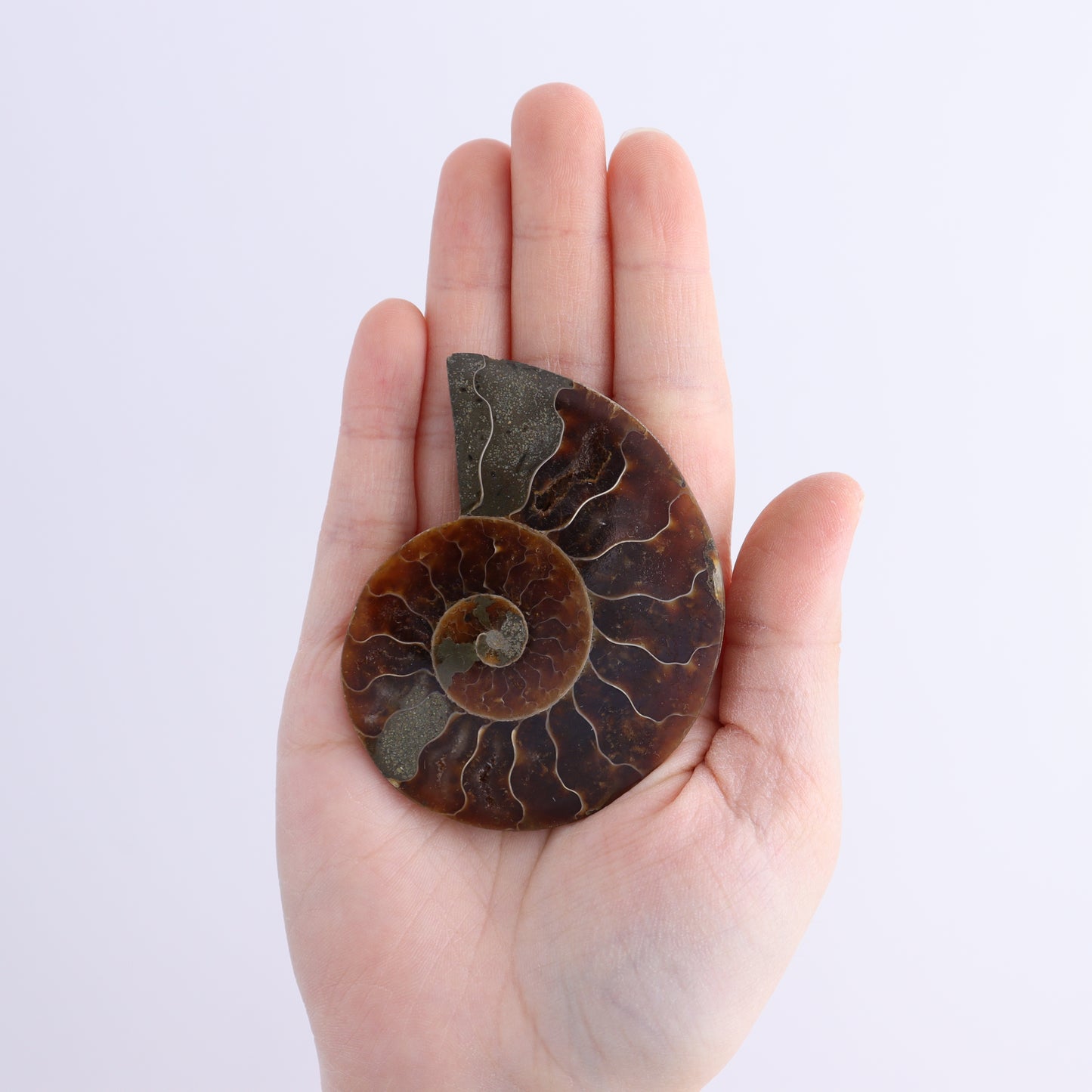 Ammonite Shells Set of 8 - Expert Wholesale and Supplier of Wholesale Crystals & Bulk Gemstones, ["Ammonite","Madagascar","shells"]
