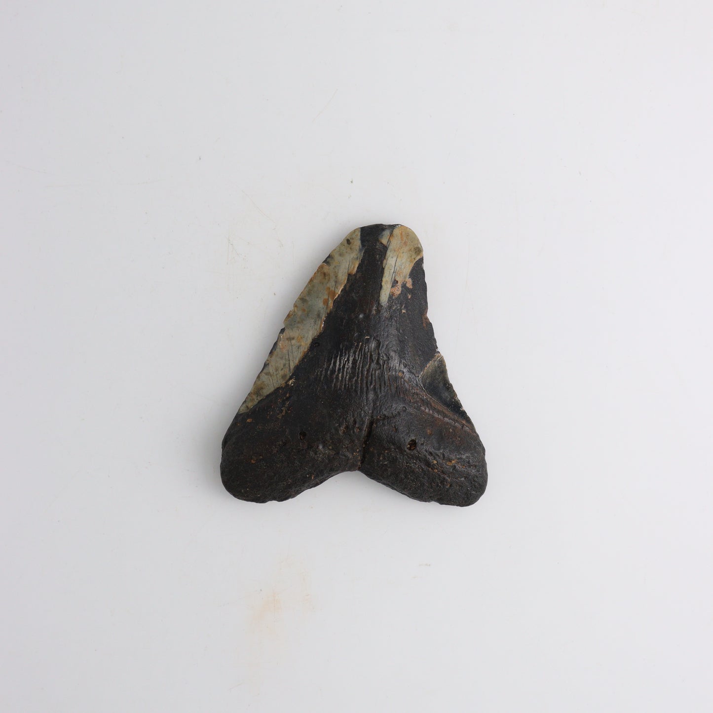 Megalodon Tooth - Expert Wholesale and Supplier of Wholesale Crystals & Bulk Gemstones, ["Animal Carvings","Mixed Carvings"]