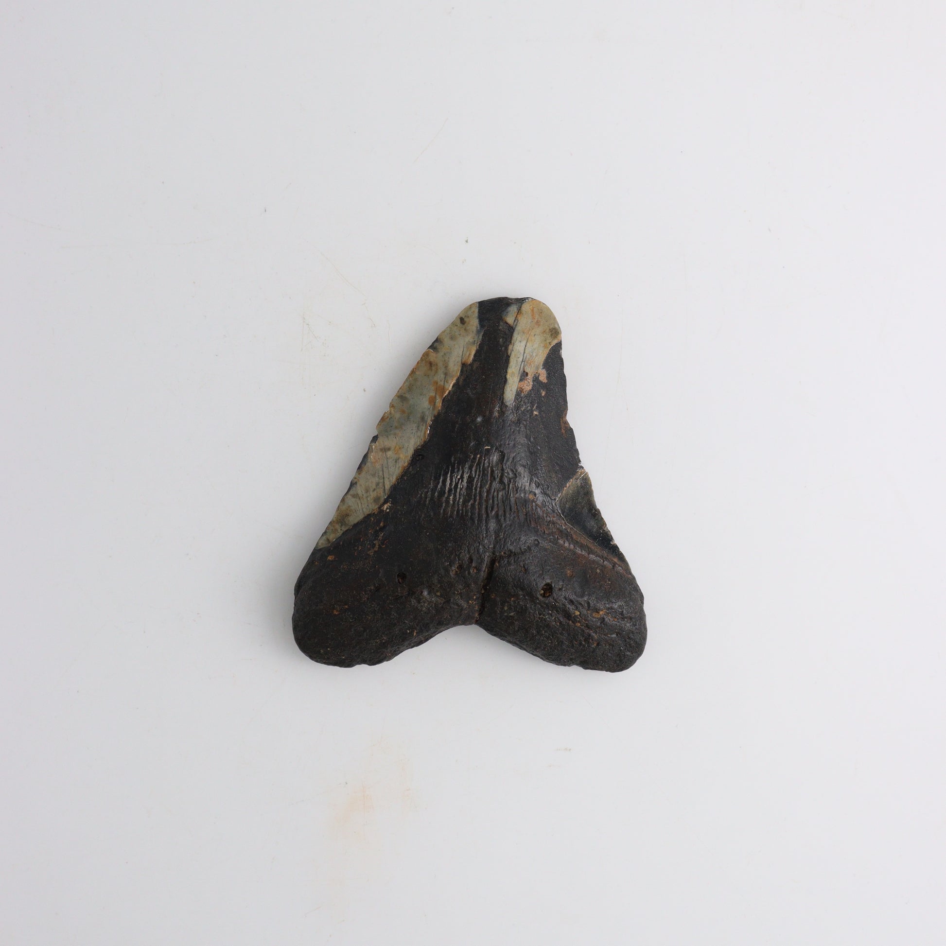 Megalodon Tooth - Expert Wholesale and Supplier of Wholesale Crystals & Bulk Gemstones, ["Animal Carvings","Mixed Carvings"]
