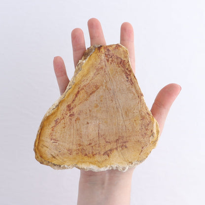 Petrified Wood Slices & Slabs Set of 5