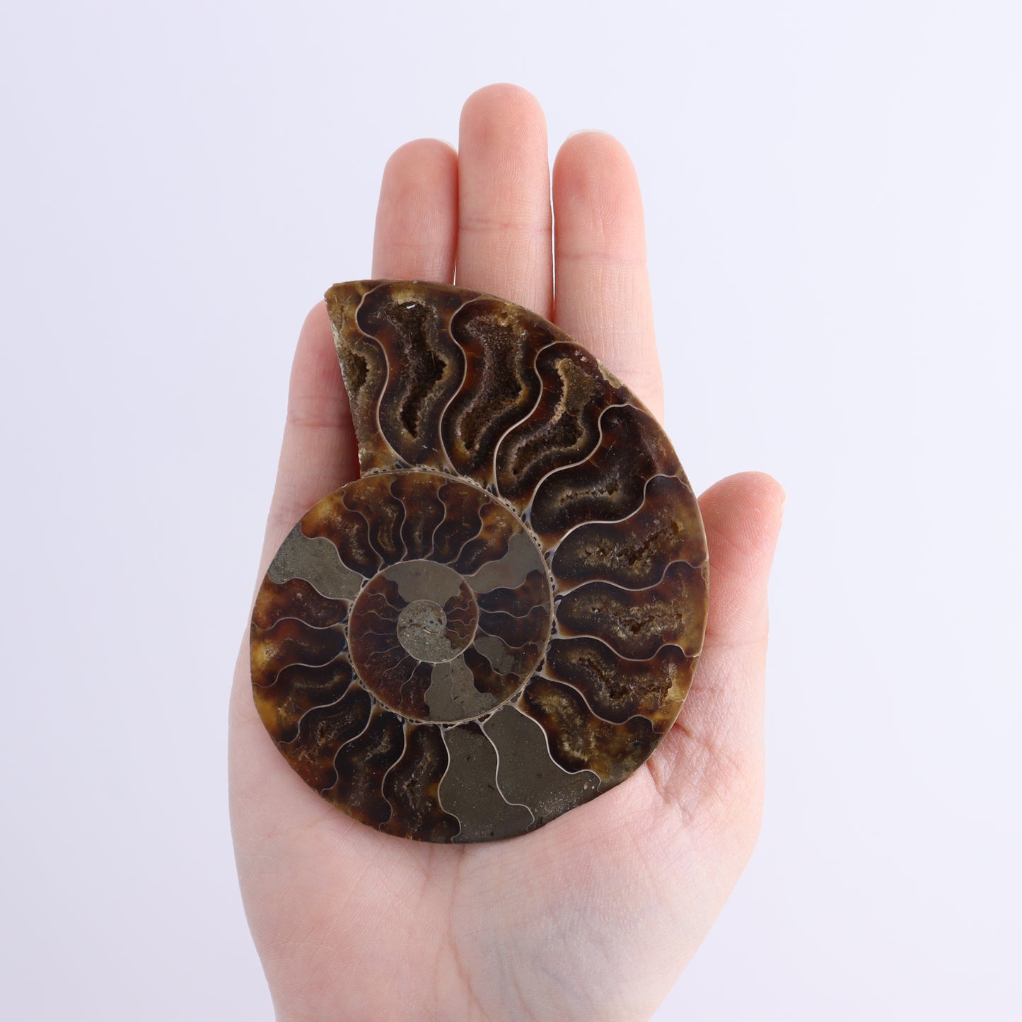 Ammonite Shells Set of 8 - Expert Wholesale and Supplier of Wholesale Crystals & Bulk Gemstones, ["Ammonite","Madagascar","shells"]