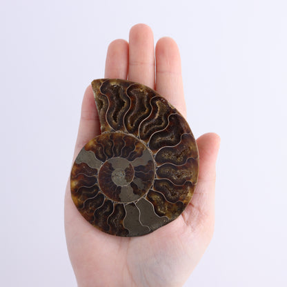 Ammonite Shells Set of 8 - Expert Wholesale and Supplier of Wholesale Crystals & Bulk Gemstones, ["Ammonite","Madagascar","shells"]