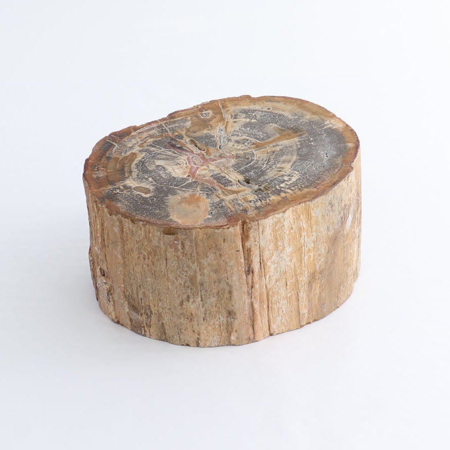 Petrified Wood Cut Base