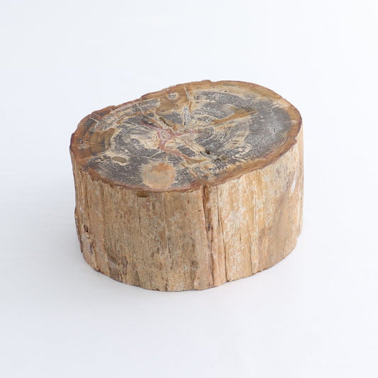 Petrified Wood Cut Base