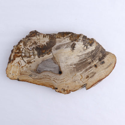 Petrified Wood Slices & Slabs Set of 3