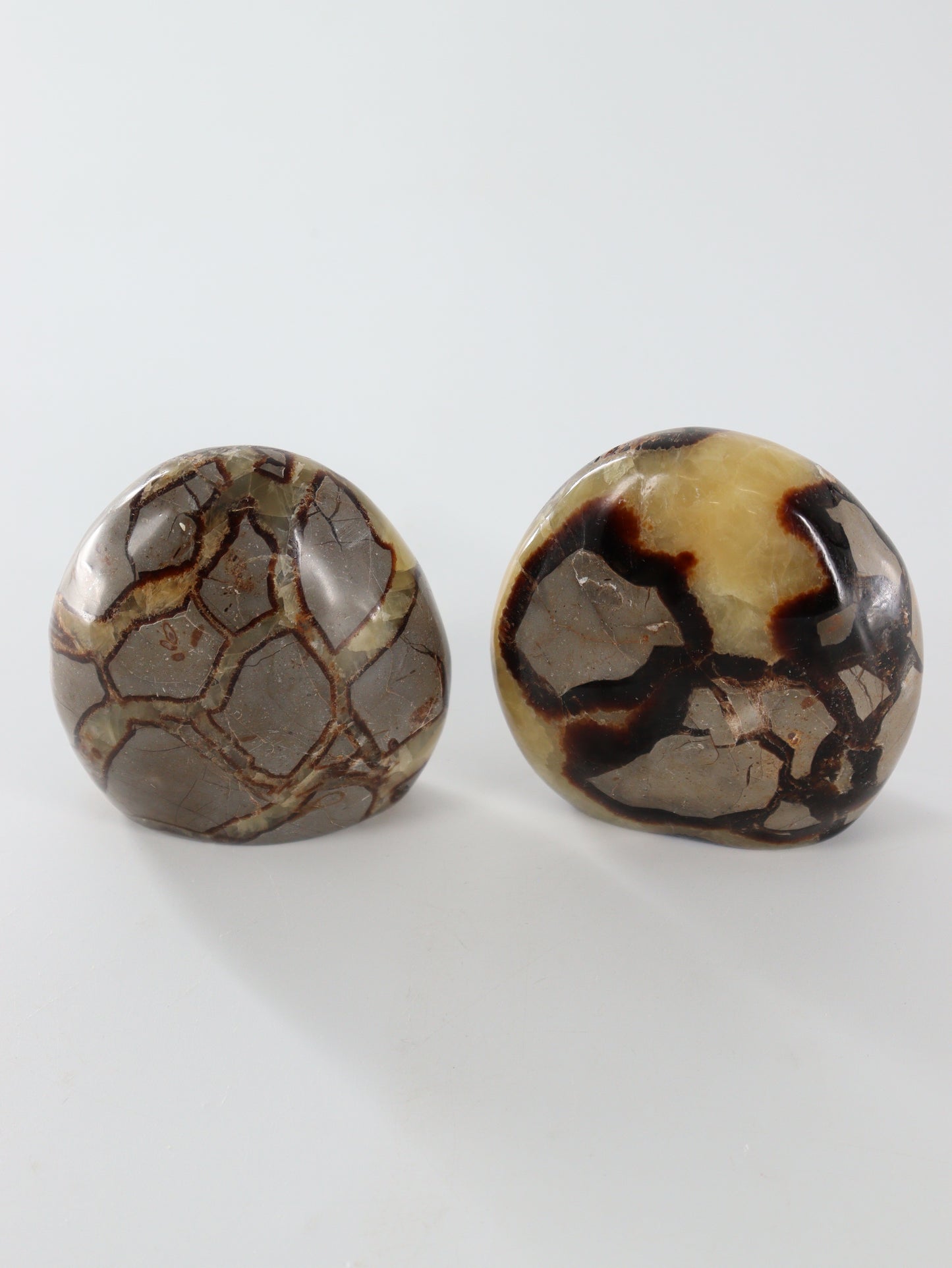 Septarian Freeforms Set of 6 - Expert Wholesale and Supplier of Wholesale Crystals & Bulk Gemstones, []
