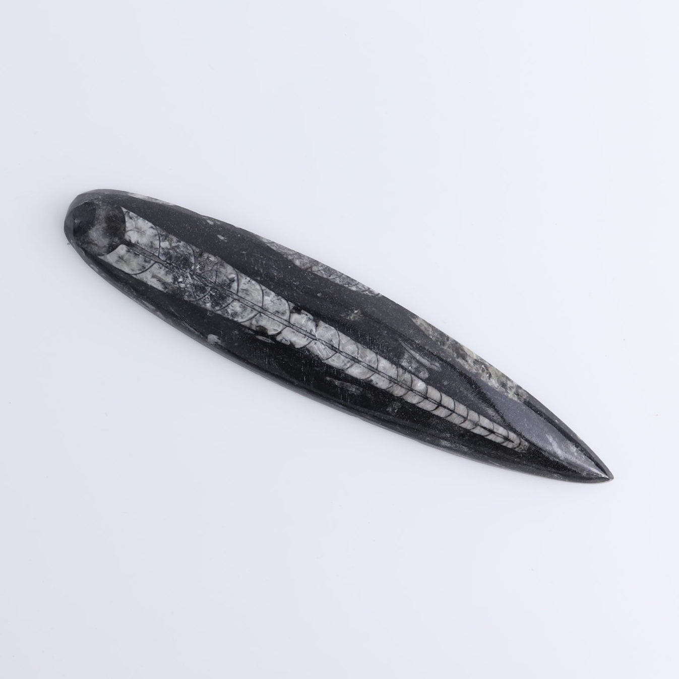 One Orthoceras Fossil