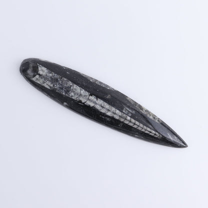 One Orthoceras Fossil