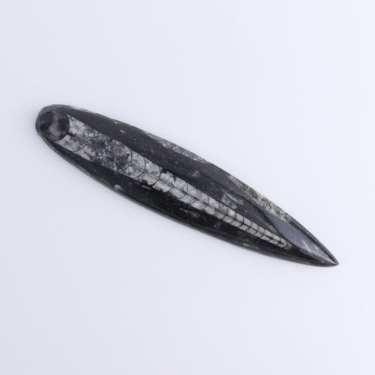 One Orthoceras Fossil