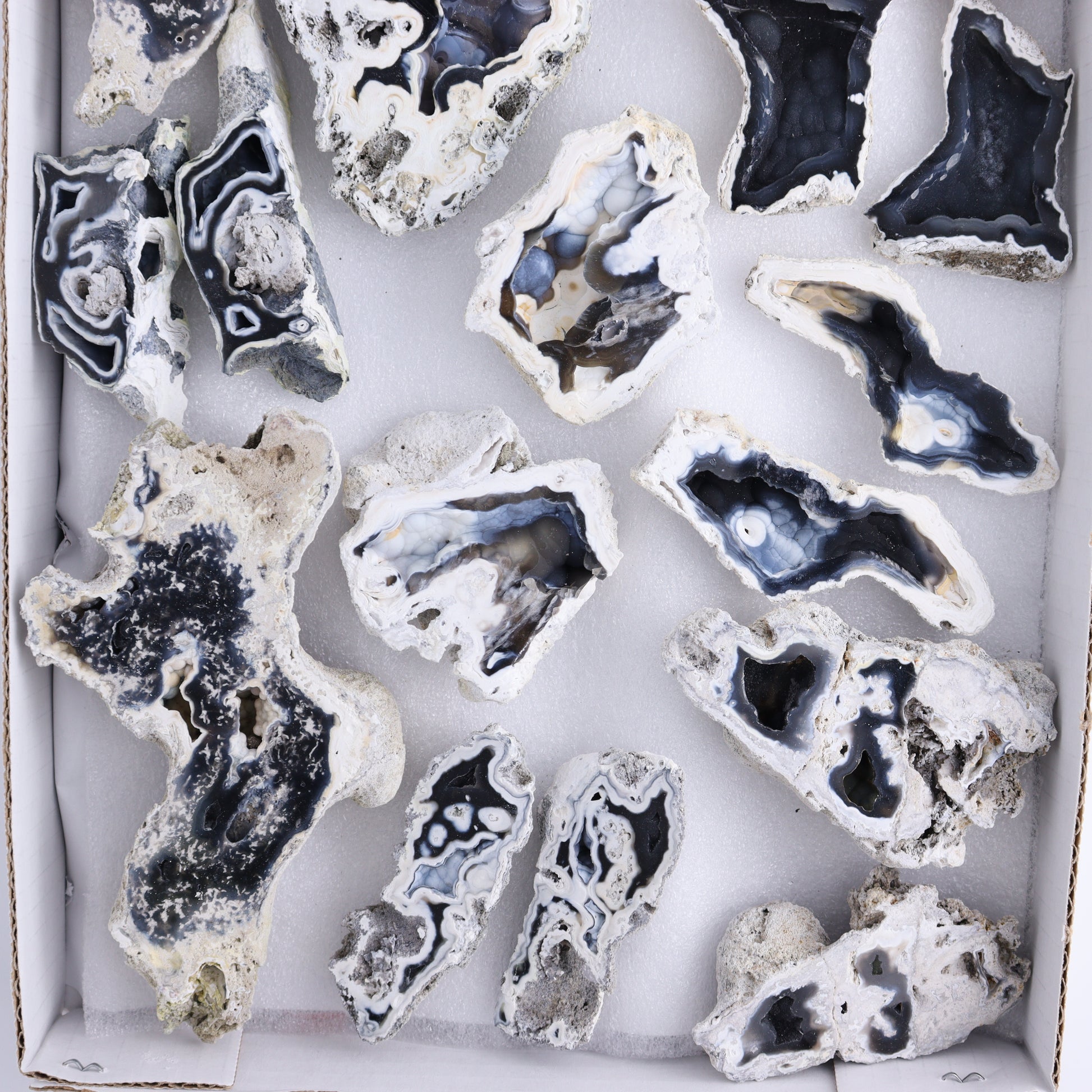 Agatized Coral Flat - Expert Wholesale and Supplier of Wholesale Crystals & Bulk Gemstones, ["Agate","Agatized Coral","Coral","United States"]