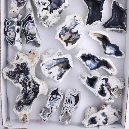 Agatized Coral Flat - Expert Wholesale and Supplier of Wholesale Crystals & Bulk Gemstones, ["Agate","Agatized Coral","Coral","United States"]