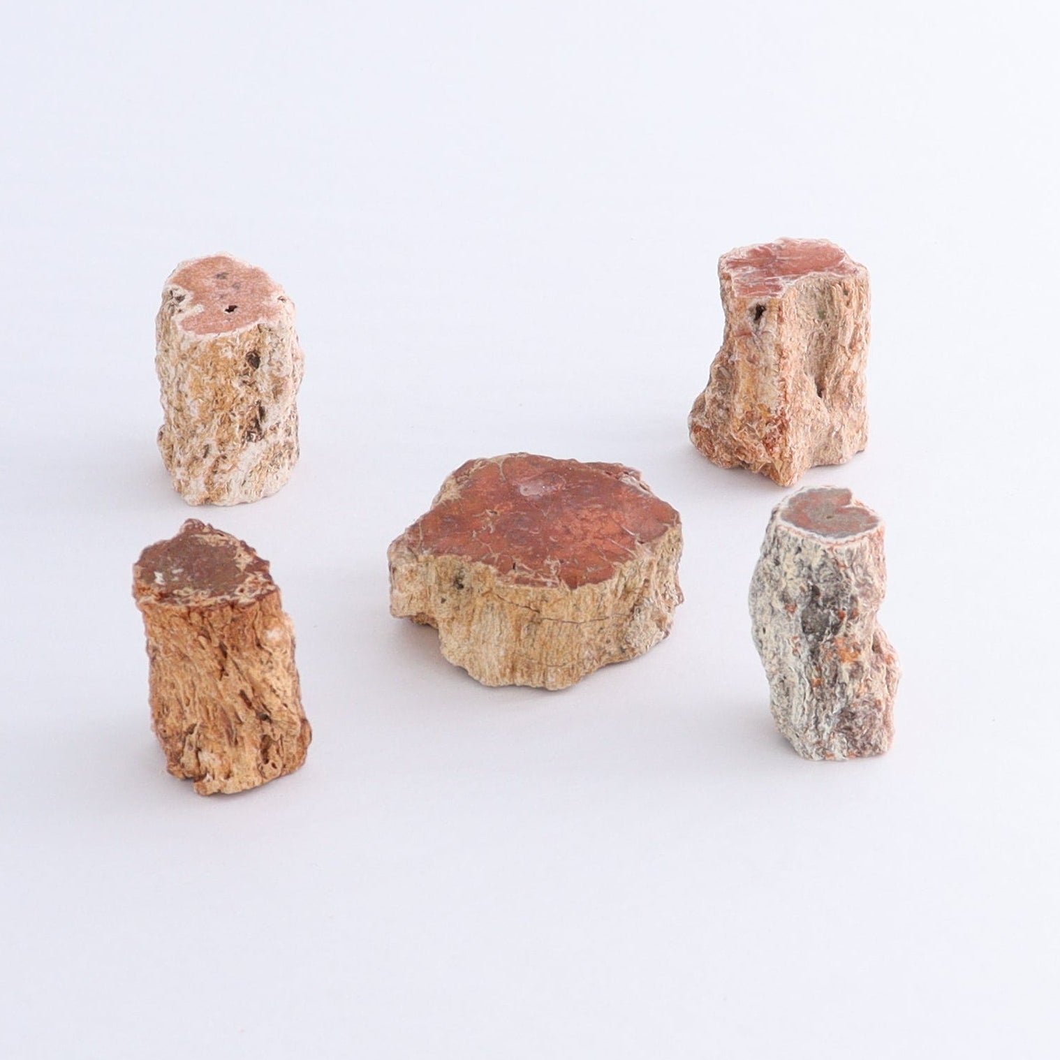 Petrified Wood Cut Bases Set of 20 - Expert Wholesale and Supplier of Wholesale Crystals & Bulk Gemstones, ["Cut Base","Petrified Wood"]