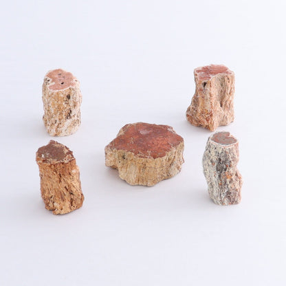 Petrified Wood Cut Bases Set of 20 - Expert Wholesale and Supplier of Wholesale Crystals & Bulk Gemstones, ["Cut Base","Petrified Wood"]