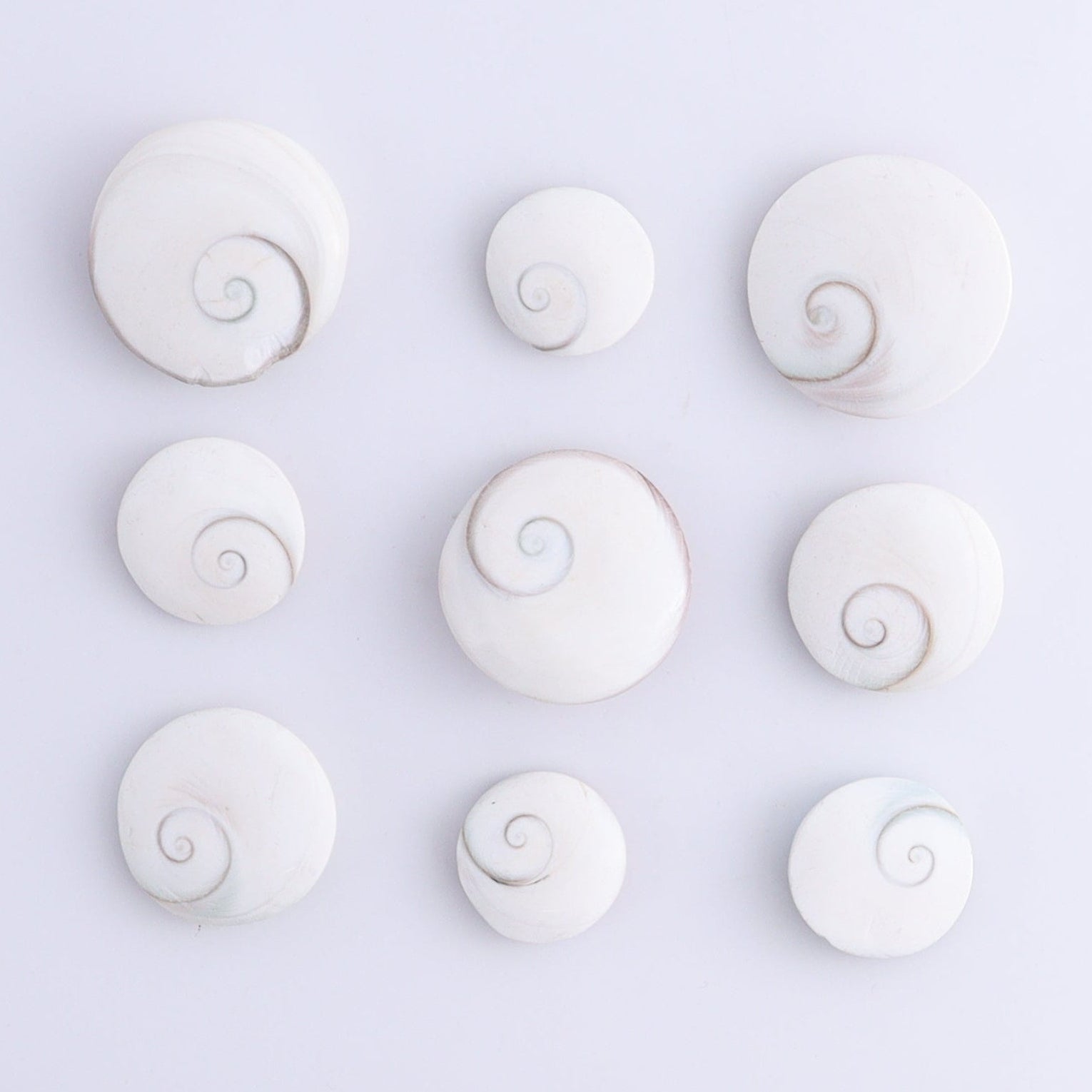 Shiva Shells Polished 1 kg Set - Expert Wholesale and Supplier of Wholesale Crystals & Bulk Gemstones, ["shell","shells","Shiva Shell"]