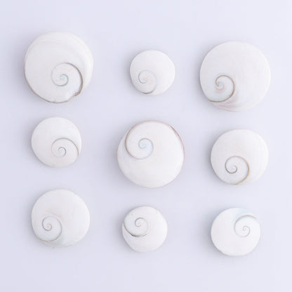 Shiva Shells Polished 1 kg Set - Expert Wholesale and Supplier of Wholesale Crystals & Bulk Gemstones, ["shell","shells","Shiva Shell"]