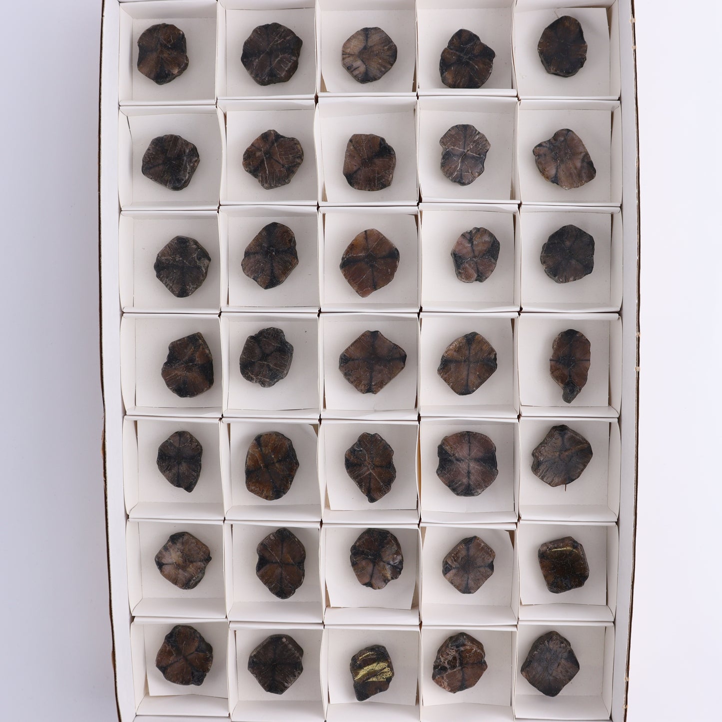 Chiastolite Flat of 35 - Expert Wholesale and Supplier of Wholesale Crystals & Bulk Gemstones, ["chiastolite","China","flat","Flats"]